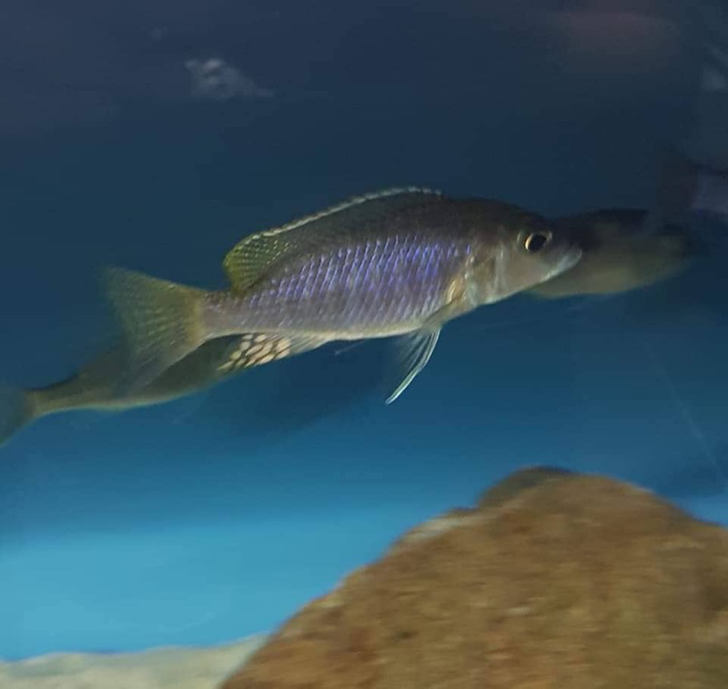 Sciaenochromis ahli 'Chimwalani Reef'